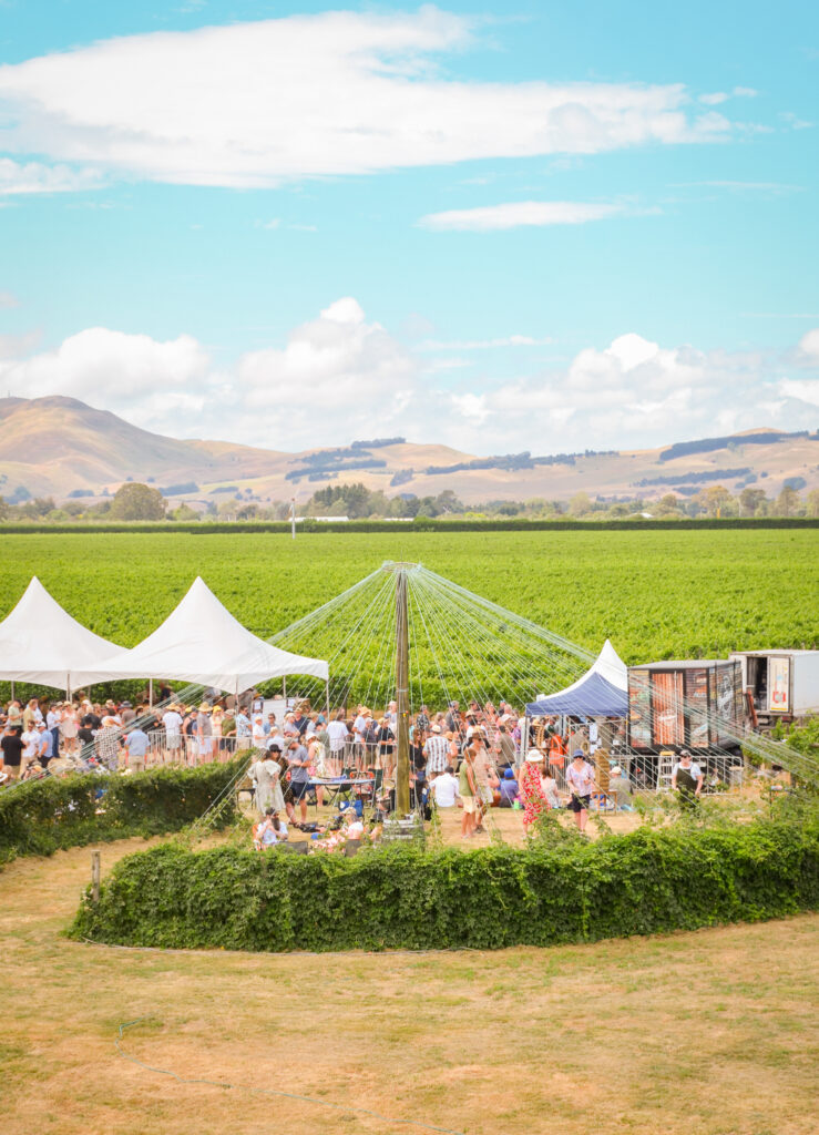 Hops in the vines